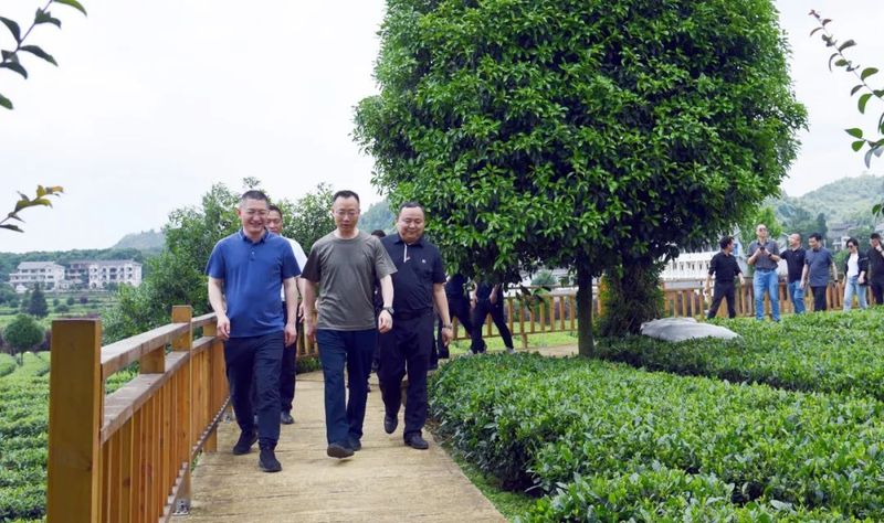 关于京东科技集团到凤冈考察茶产业的内容