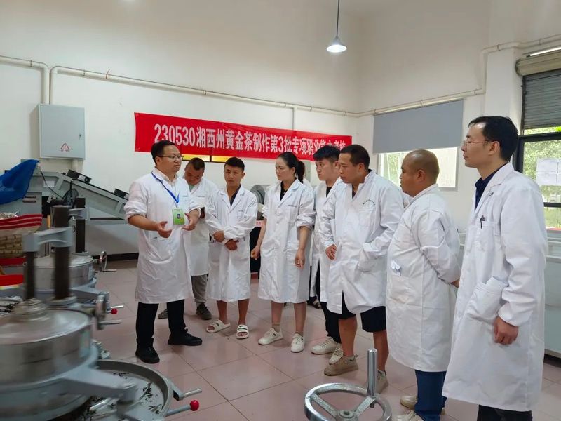 有关于湘西州黄金茶制作第三批专项职业能力考核有序开展的相关内容(1)