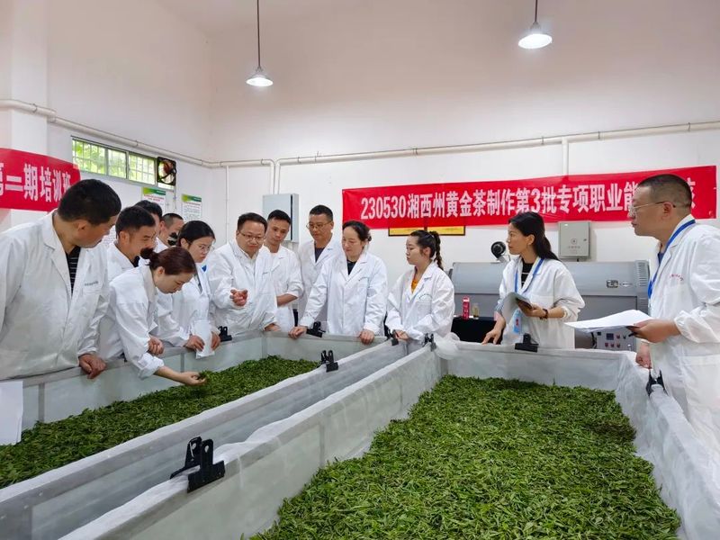 有关于湘西州黄金茶制作第三批专项职业能力考核有序开展的相关内容