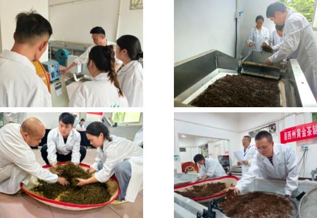 有关于湘西州黄金茶制作第三批专项职业能力考核有序开展的相关内容(2)