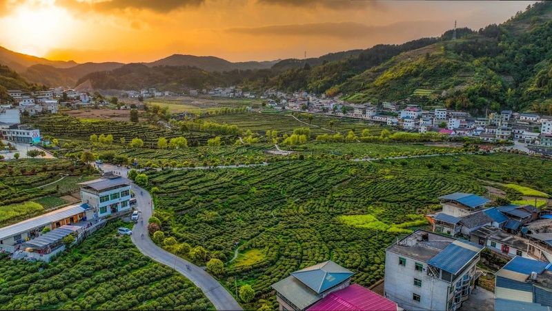 关于安康富硒茶飘香的资讯(3)