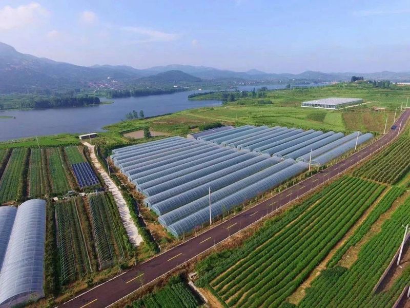 关于山东日照：科技让一片片茶叶成了“金叶子”的内容(1)