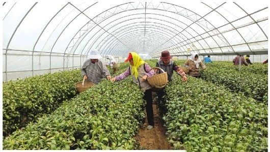 关于山东日照：科技让一片片茶叶成了“金叶子”的内容