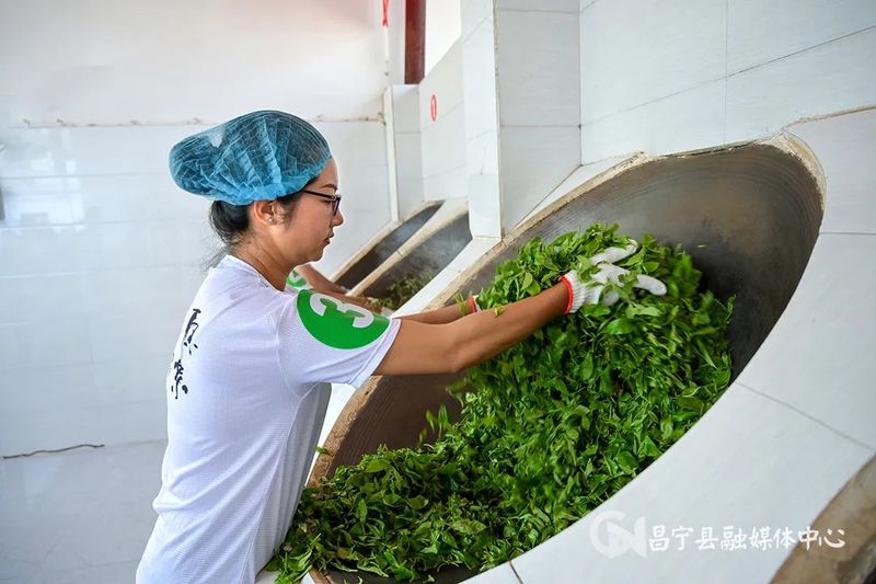 有关于昌宁县2023年茶叶行业劳动和技能竞赛制茶项目开赛的新闻(1)