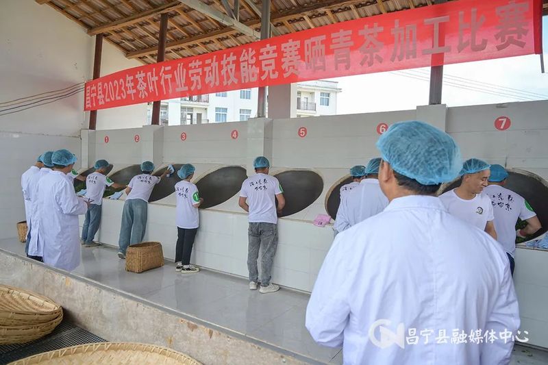 有关于昌宁县2023年茶叶行业劳动和技能竞赛制茶项目开赛的新闻