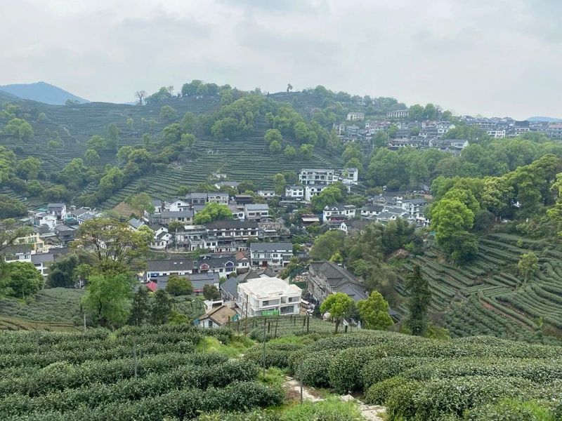 关于2023年5月茶行业资讯汇总的消息(7)