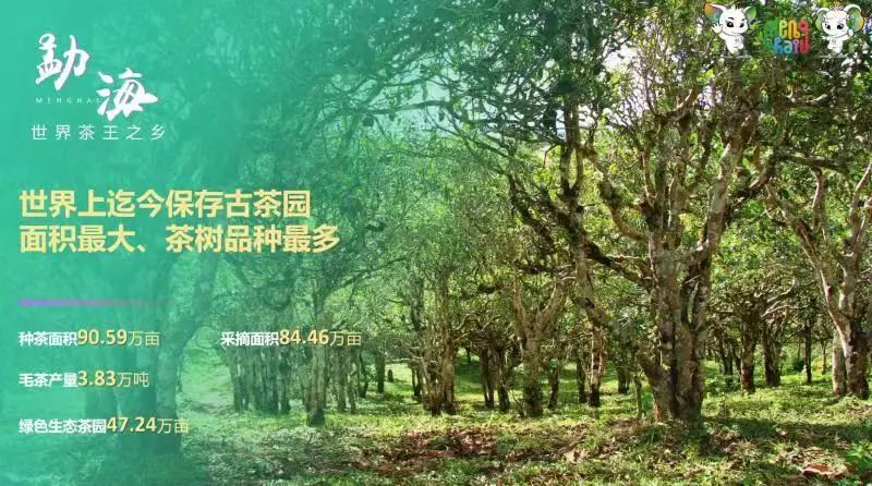 关于勐海好茶“亮相”第五届中国国际茶叶博览会 ——政府“发力”助推云茶新发展的新闻(6)