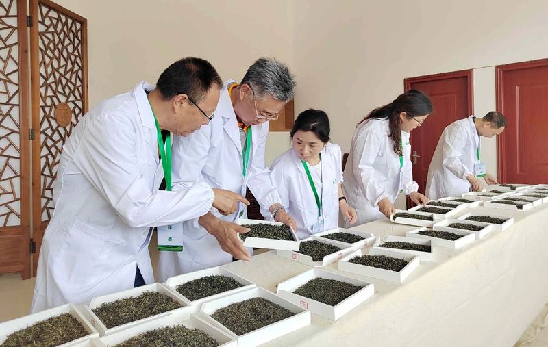 有关于“5·21”国际茶日，“湄潭翠芽杯”手工绿茶制作大赛举行的新闻(2)