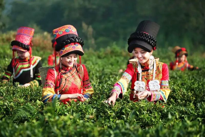 关于变局中开新局，这场国际绿茶产业盛会即将启幕的内容(8)