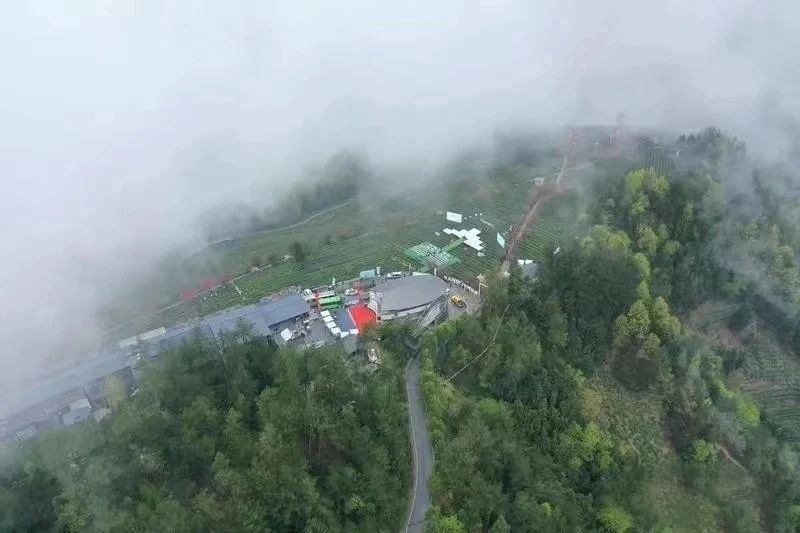 关于紫阳县：绿水青山好茶引得“凤凰”来 补链延链强链助推茶农富的相关内容