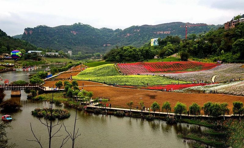关于四川泸州纳溪区：北纬30°上的“中国特早茶之乡”的内容(7)