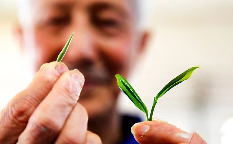 关于四川泸州纳溪区：北纬30°上的“中国特早茶之乡”的内容(3)