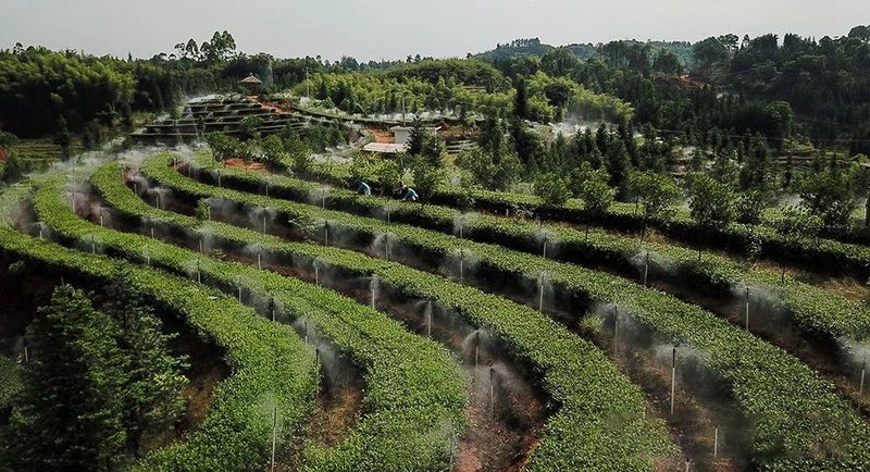 关于四川泸州纳溪区：北纬30°上的“中国特早茶之乡”的内容(8)