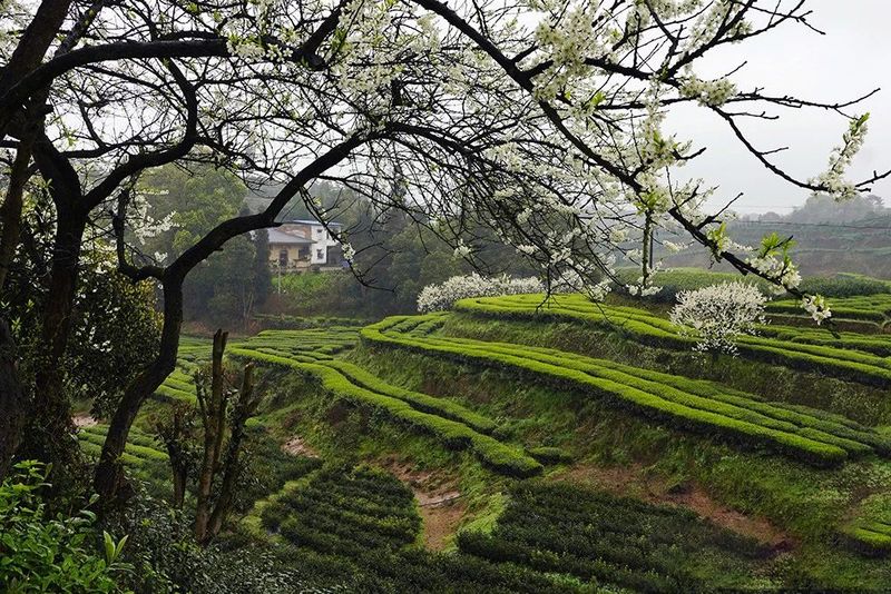 关于四川泸州纳溪区：北纬30°上的“中国特早茶之乡”的内容(5)