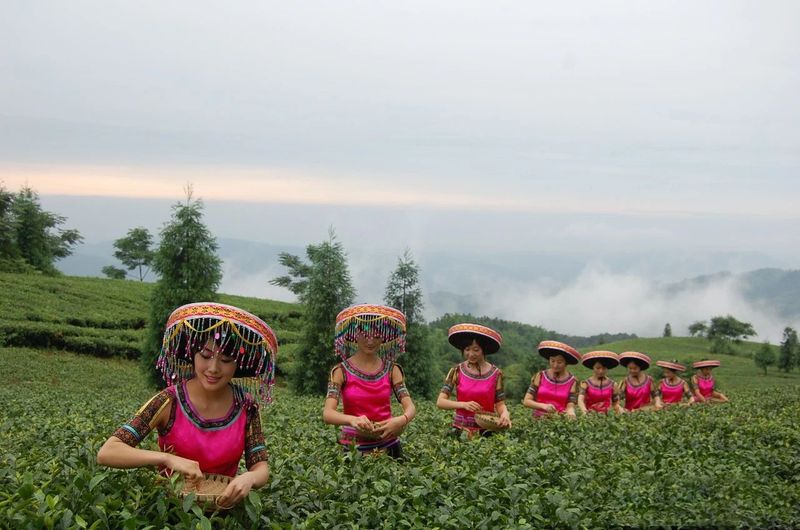 关于四川泸州纳溪区：北纬30°上的“中国特早茶之乡”的内容(4)