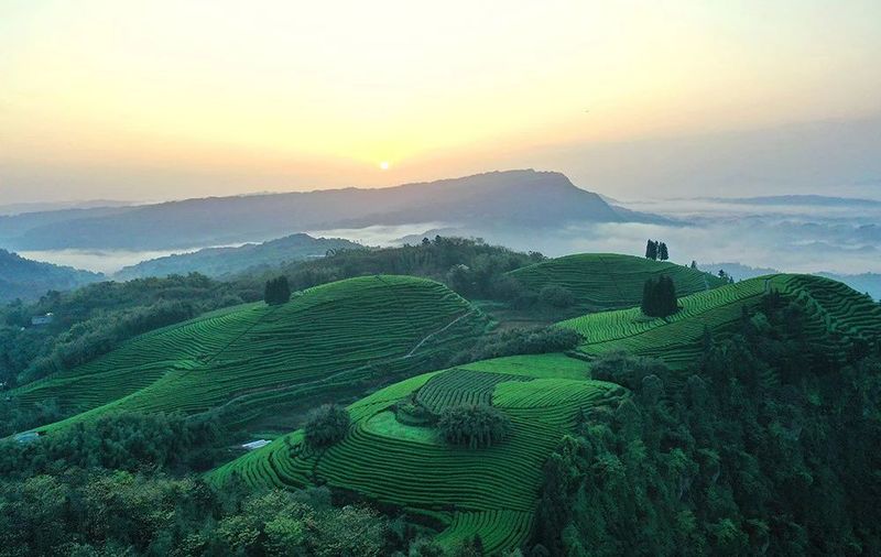 关于四川泸州纳溪区：北纬30°上的“中国特早茶之乡”的内容(1)