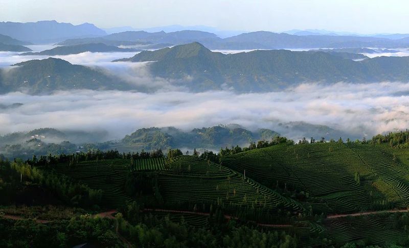 关于四川泸州纳溪区：北纬30°上的“中国特早茶之乡”的内容(2)