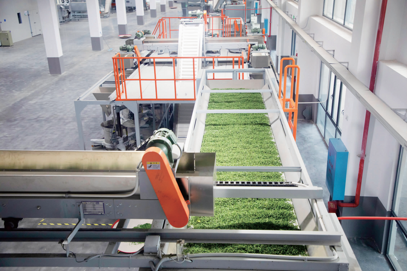 关于湘西黄金茶：叶叶似金富一方的信息(1)