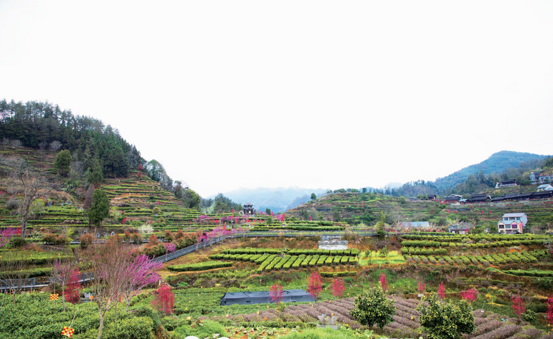 关于湘西黄金茶：叶叶似金富一方的信息