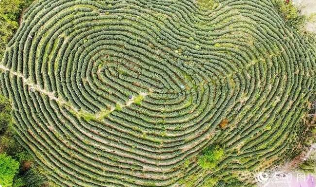 有关于江西贵溪：茶旅融合助振兴的资讯(3)