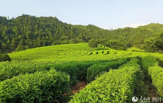 有关于江西贵溪：茶旅融合助振兴的资讯(2)
