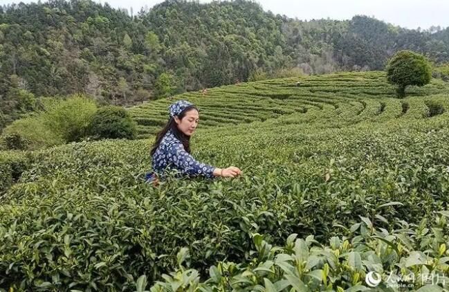 有关于江西贵溪：茶旅融合助振兴的资讯(1)
