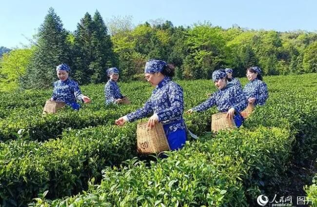 有关于江西贵溪：茶旅融合助振兴的资讯