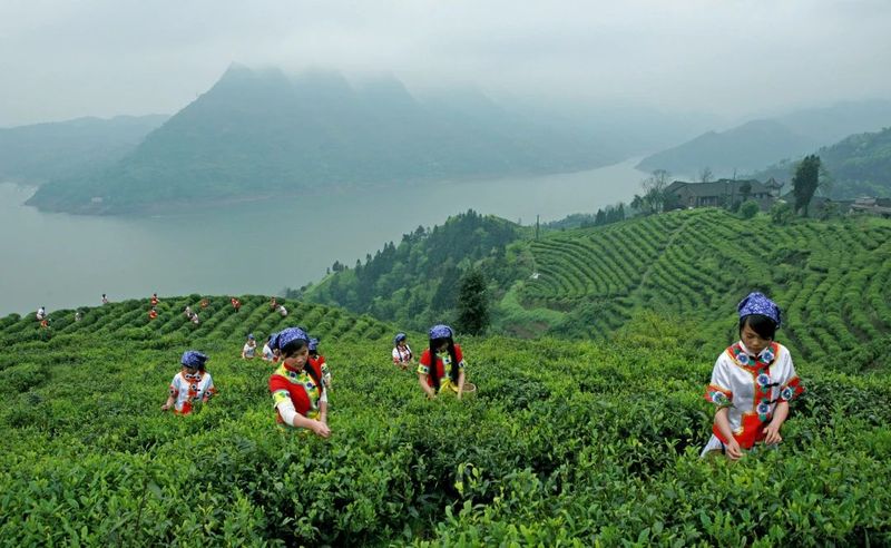 有关于湘茶大会上全省首个茶叶品牌IP形象发布——碣滩茶品牌IP形象“贡茶妹”的信息(4)