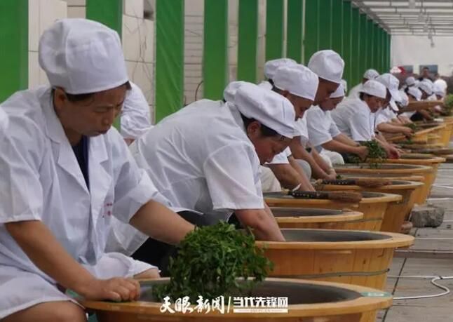 关于全省163名制茶选手齐聚普定比拼手工制茶、古树茶加工技能的相关信息(3)