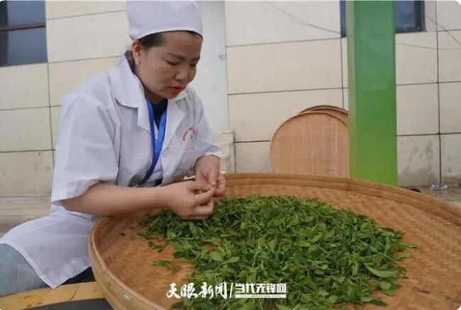关于全省163名制茶选手齐聚普定比拼手工制茶、古树茶加工技能的相关信息(2)