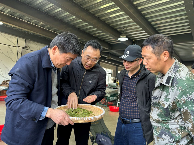 有关于 富阳茶产业高质量发展的路径与展望的相关信息(7)