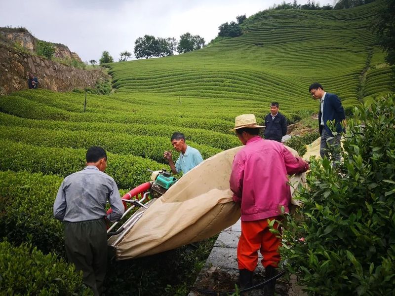 有关于 富阳茶产业高质量发展的路径与展望的相关信息(9)