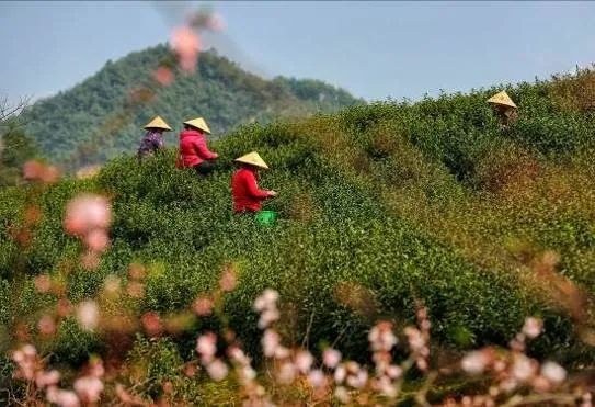 有关于 富阳茶产业高质量发展的路径与展望的相关信息(1)