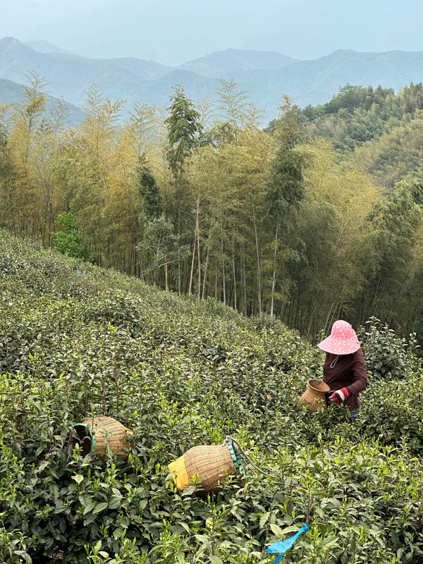 有关于 富阳茶产业高质量发展的路径与展望的相关信息(2)