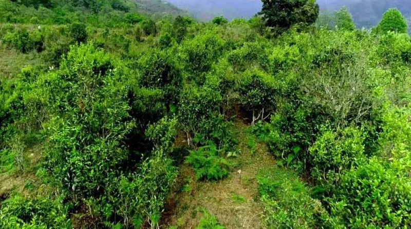 关于普洱市“世界茶源 全球共享”国际茶日活动周启动仪式的消息(3)