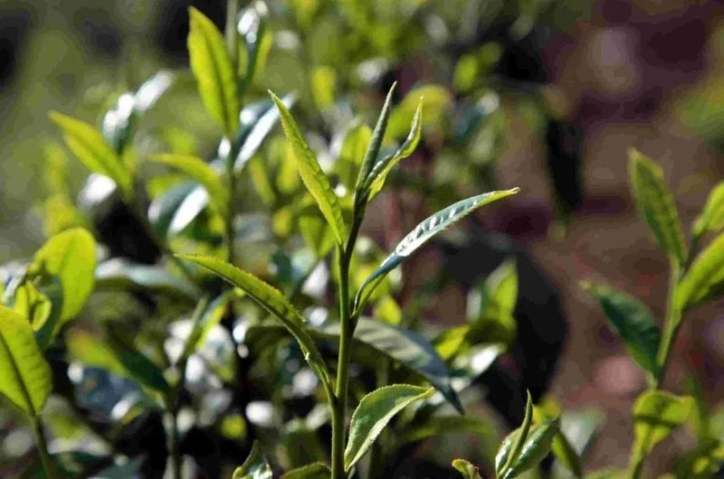 关于普洱市“世界茶源 全球共享”国际茶日活动周启动仪式的消息(4)