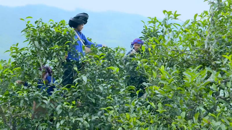 有关于双江：多举措推动茶叶产业发展的消息(2)