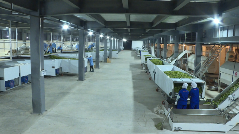 有关于双江：多举措推动茶叶产业发展的消息(3)