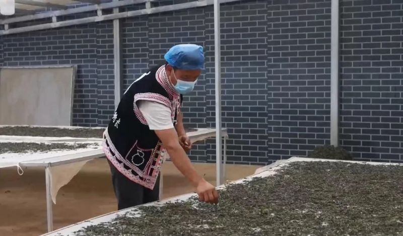 有关于双江:多举措推动茶叶产业发展的消息