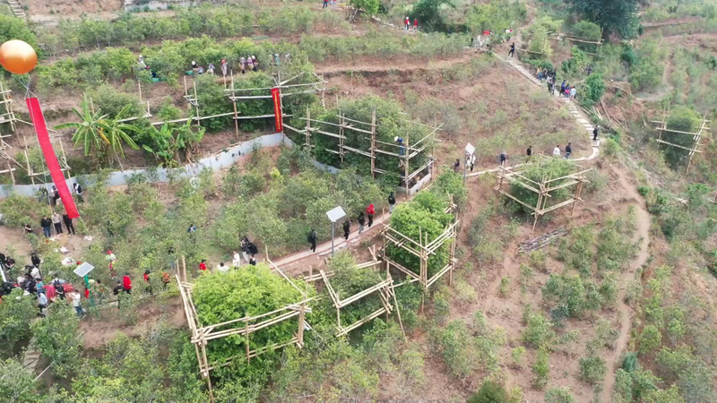 有关于双江：多举措推动茶叶产业发展的消息(5)