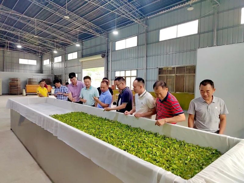 关于县人大常委会考察组到博罗县、紫金县考察学习茶产业发展先进经验的最新消息(1)