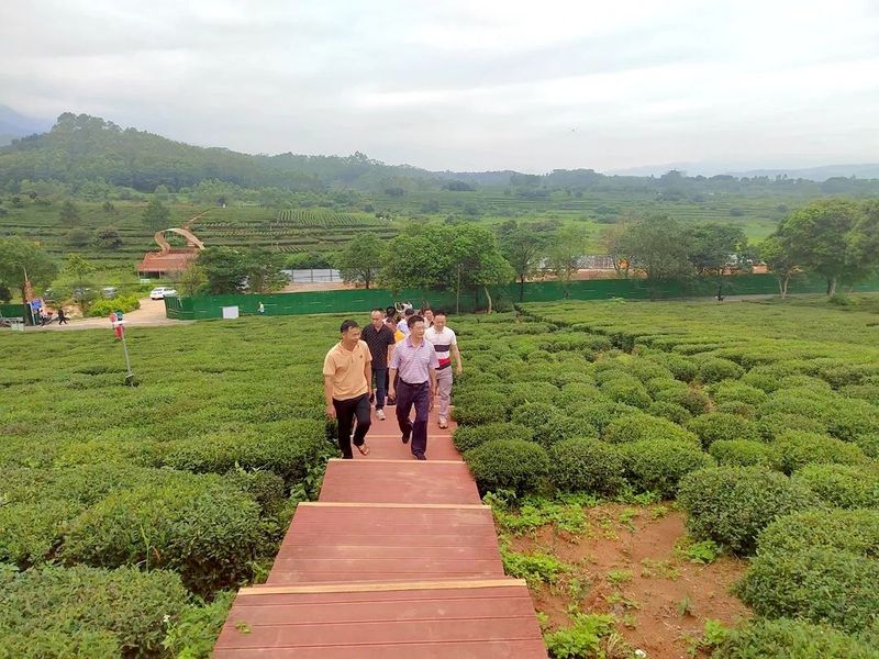 关于县人大常委会考察组到博罗县、紫金县考察学习茶产业发展先进经验的最新消息