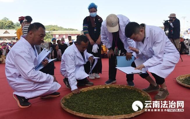 有关于景洪市勐龙镇举行第三届景洪勐龙勐宋古茶“斗茶大赛”的新闻
