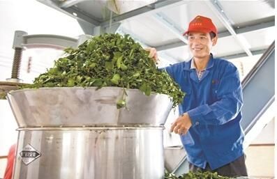 关于廉江变身国内最大的红乌龙茶产区科技让传统农业“特起来”的消息(1)