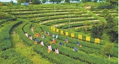 关于廉江变身国内最大的红乌龙茶产区科技让传统农业“特起来”的消息(2)