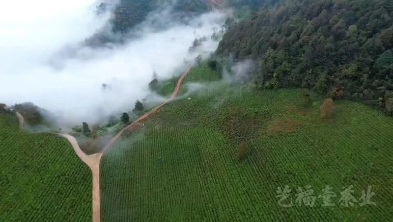 有关于艺福堂的信息(2)