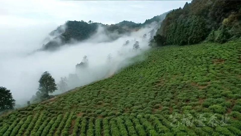 有关于艺福堂的信息(1)