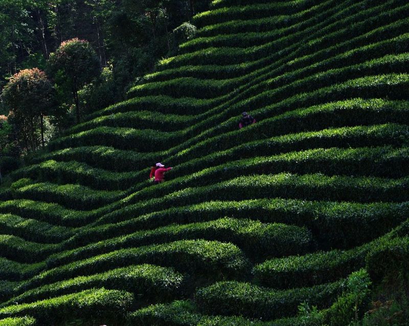 有关于安康，敬世界一杯好茶的资讯(1)