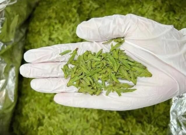 关于在中国春茶第一早的故乡,中茶所院士领衔团队把脉问茶的新闻