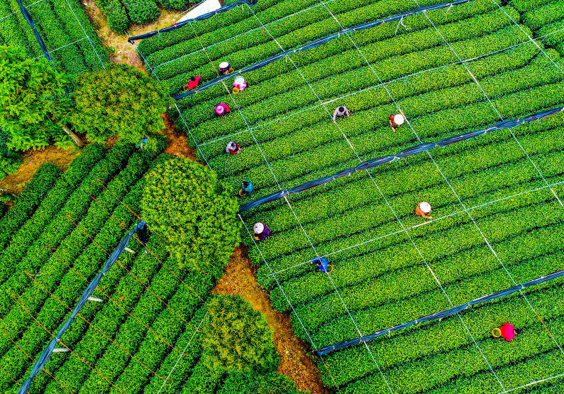 有关于产业赋能走前列 ——浙江高质量推动“三茶”统筹发展纪实的资讯